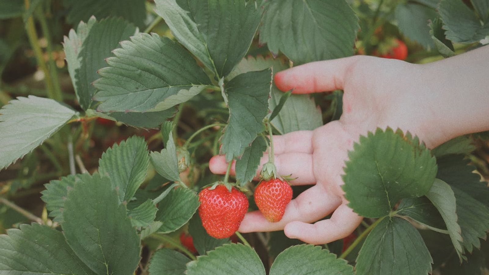 Strawberry Picking Season in Pennsylvania: Why Early Summer Is One of the Best Times to Experience Life in the Keystone State (Live in Pennsylvania )